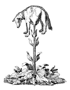 The vegetable lamb of Tartary